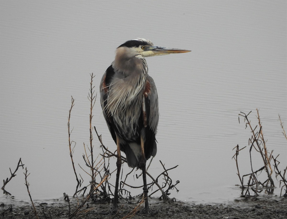 Great Blue Heron - ML499356401