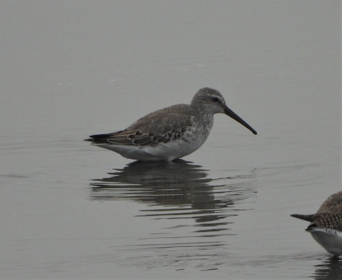 Stilt Sandpiper - ML499356581