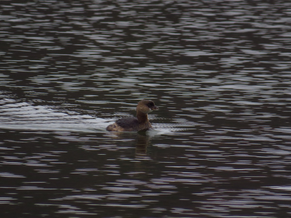 Pied-billed Grebe - ML499356701