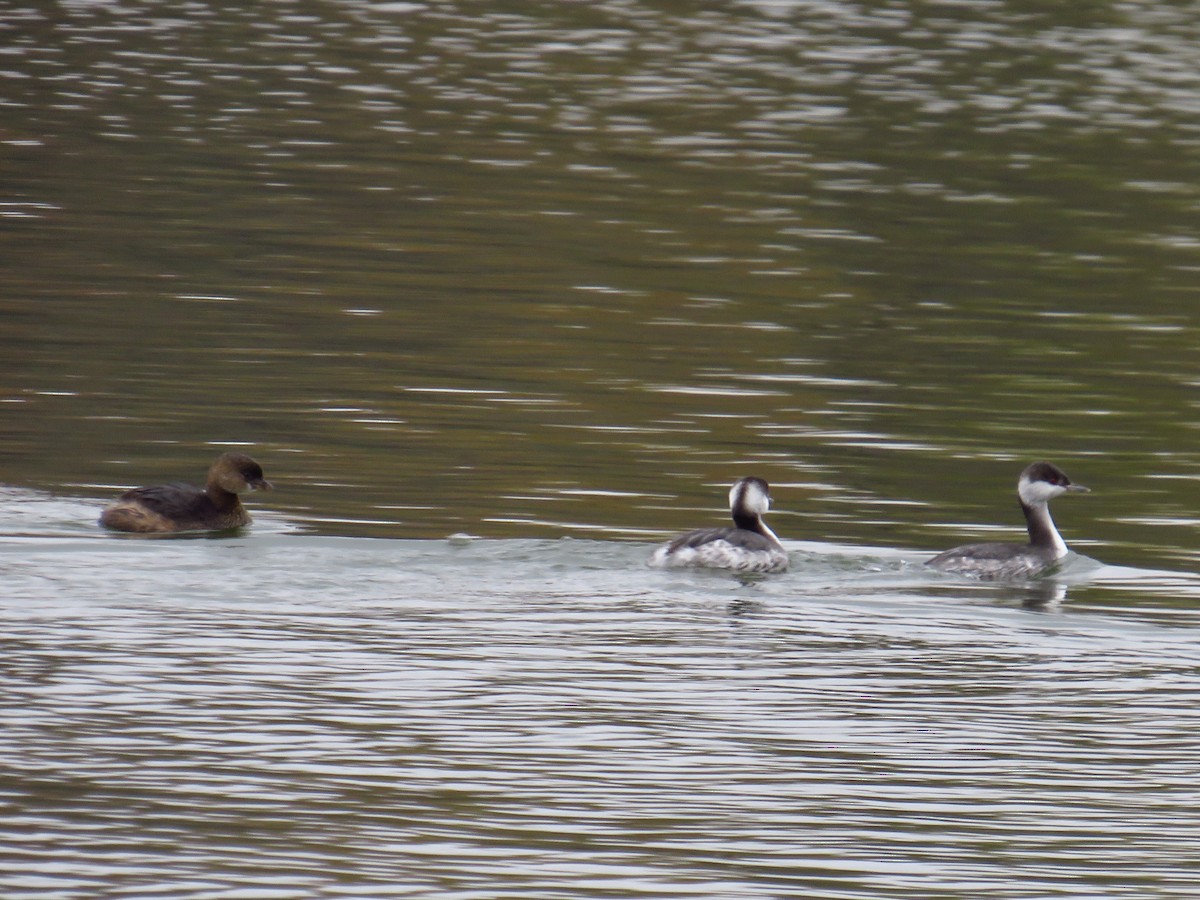 Pied-billed Grebe - ML499356711