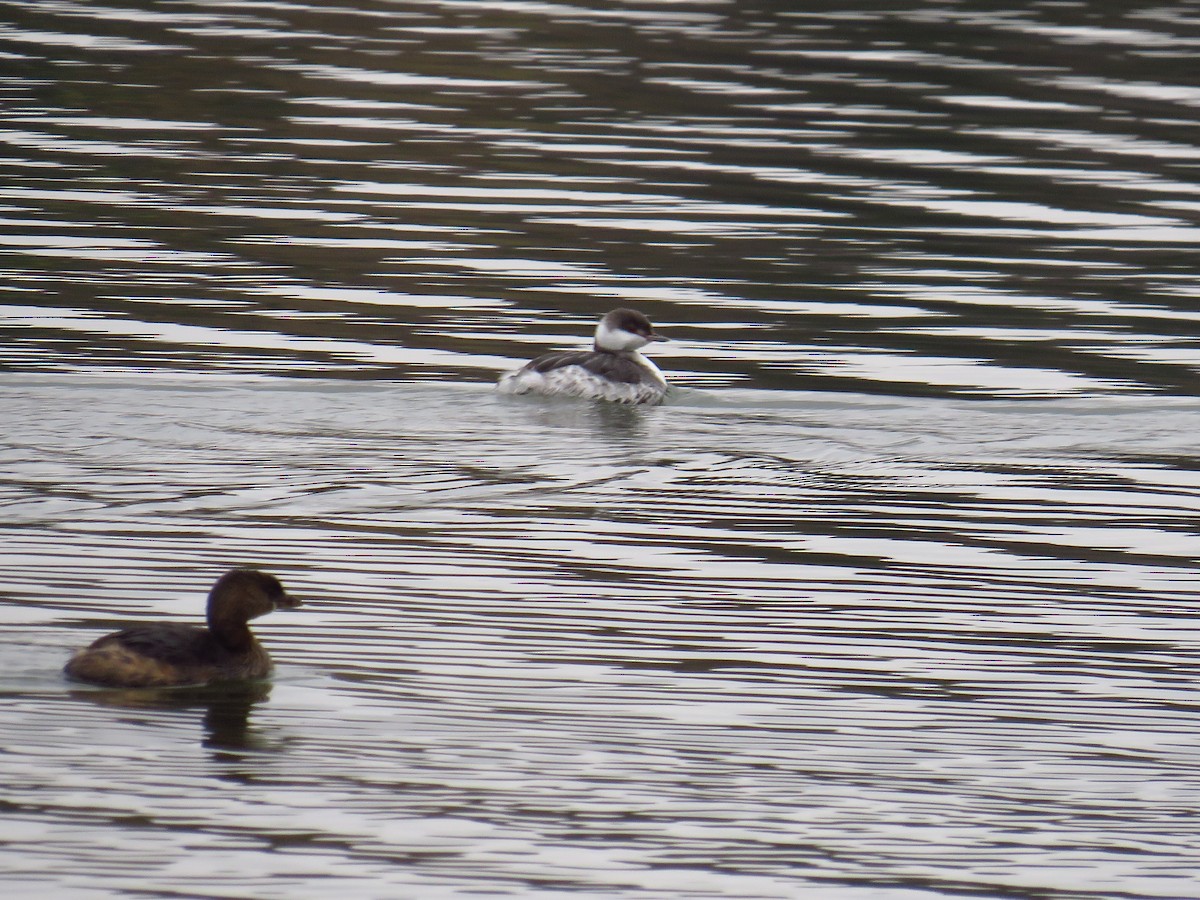 Pied-billed Grebe - ML499356721