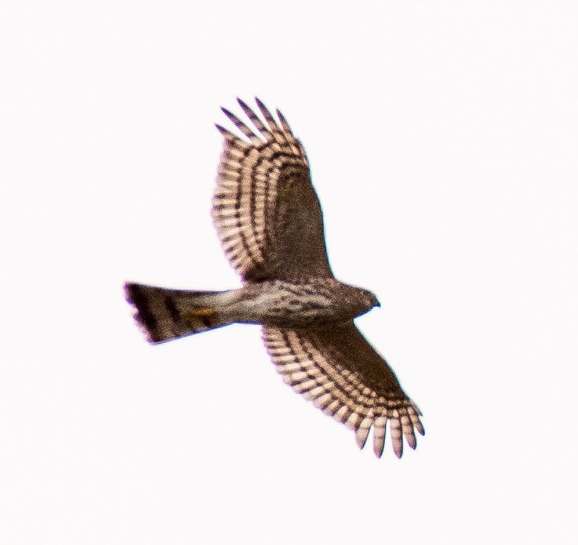 Sharp-shinned Hawk - ML499357181