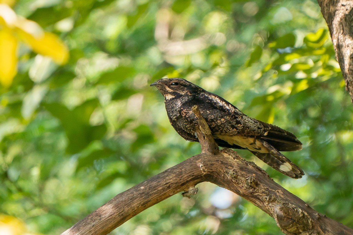 Gray Nightjar - ML499357501