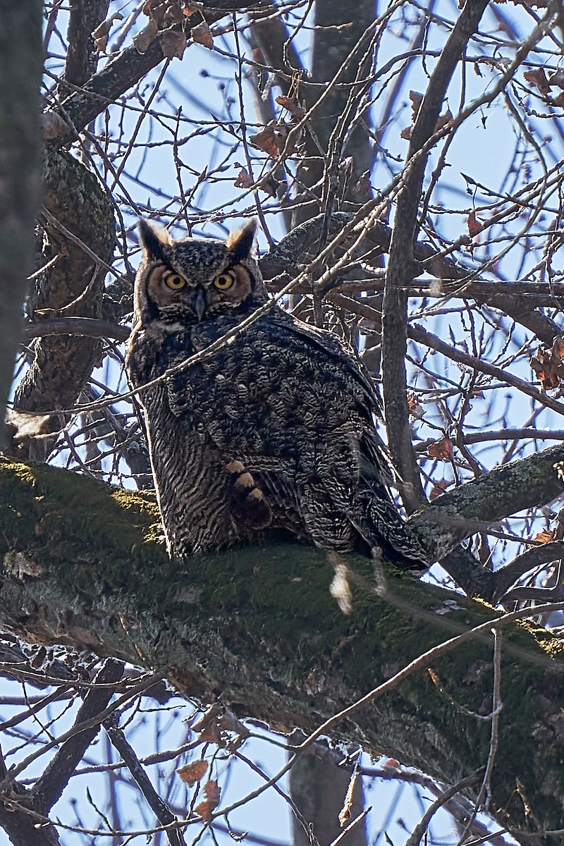 Great Horned Owl - Louis Lessard