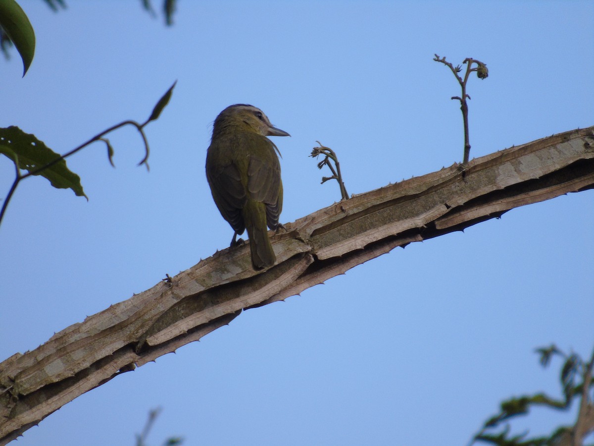 Chivi Vireo - WILLIAM MACIEL