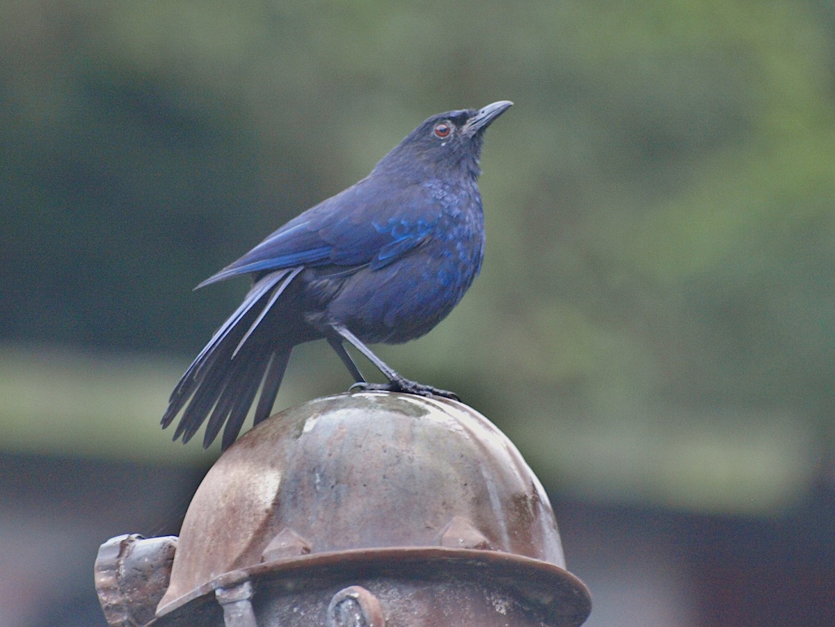 Taiwan Whistling-Thrush - ML499360541