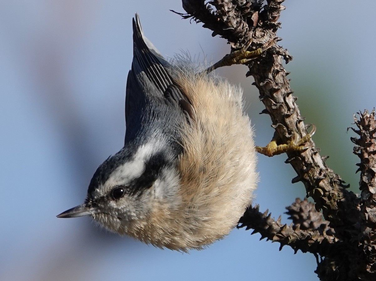 Red-breasted Nuthatch - ML499362281