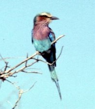 Lilac-breasted Roller - Mark Robbins