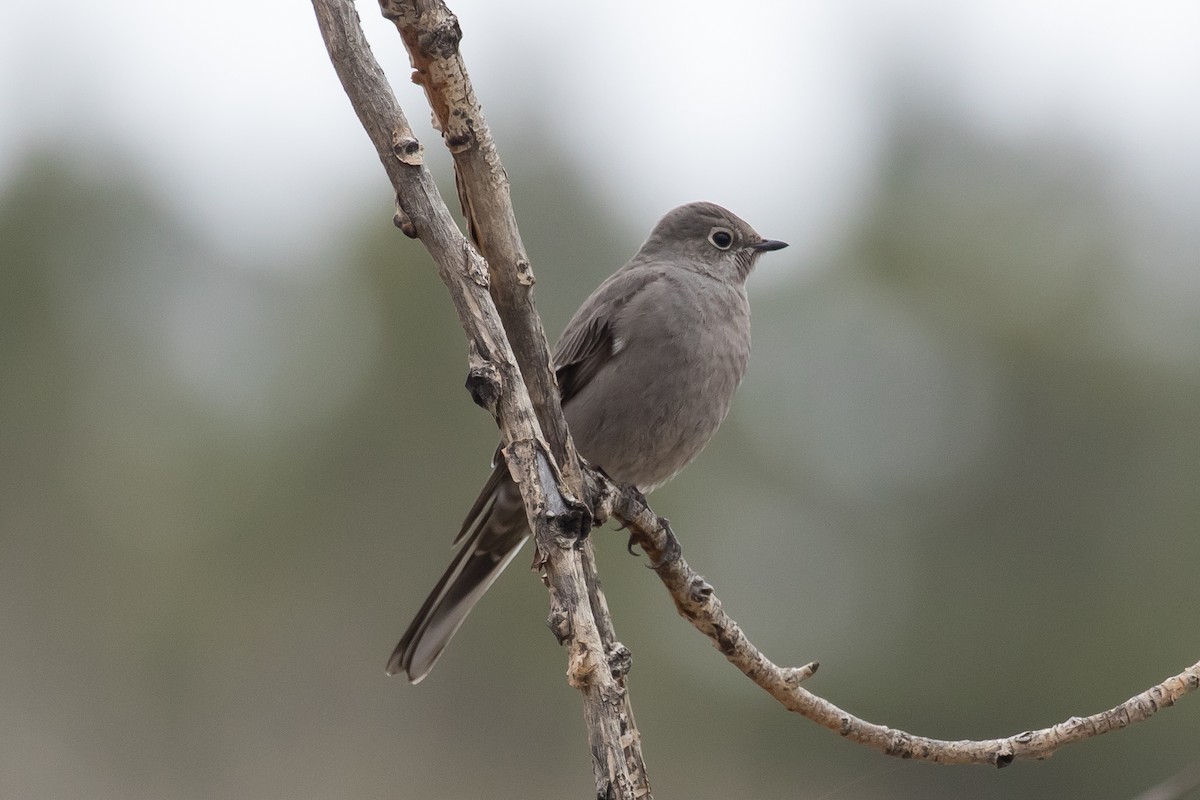 Townsend's Solitaire - Ian Burgess