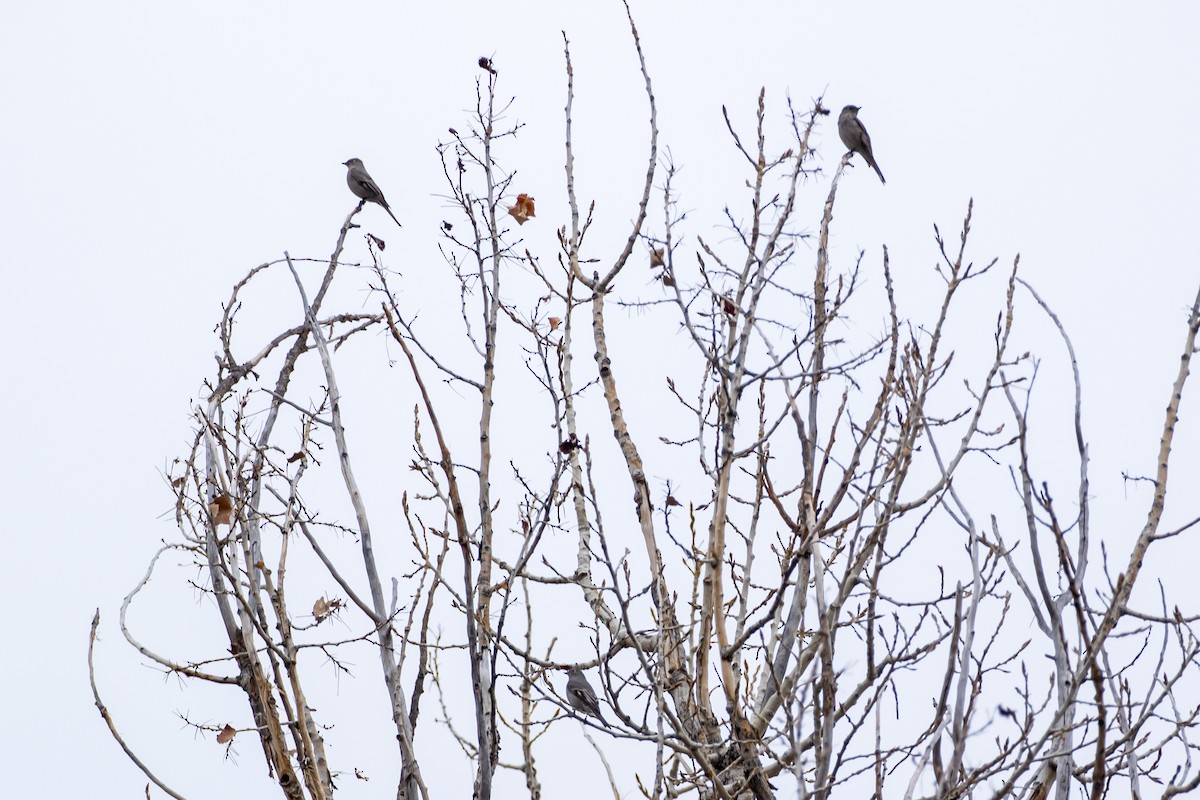 Townsend's Solitaire - Ian Burgess