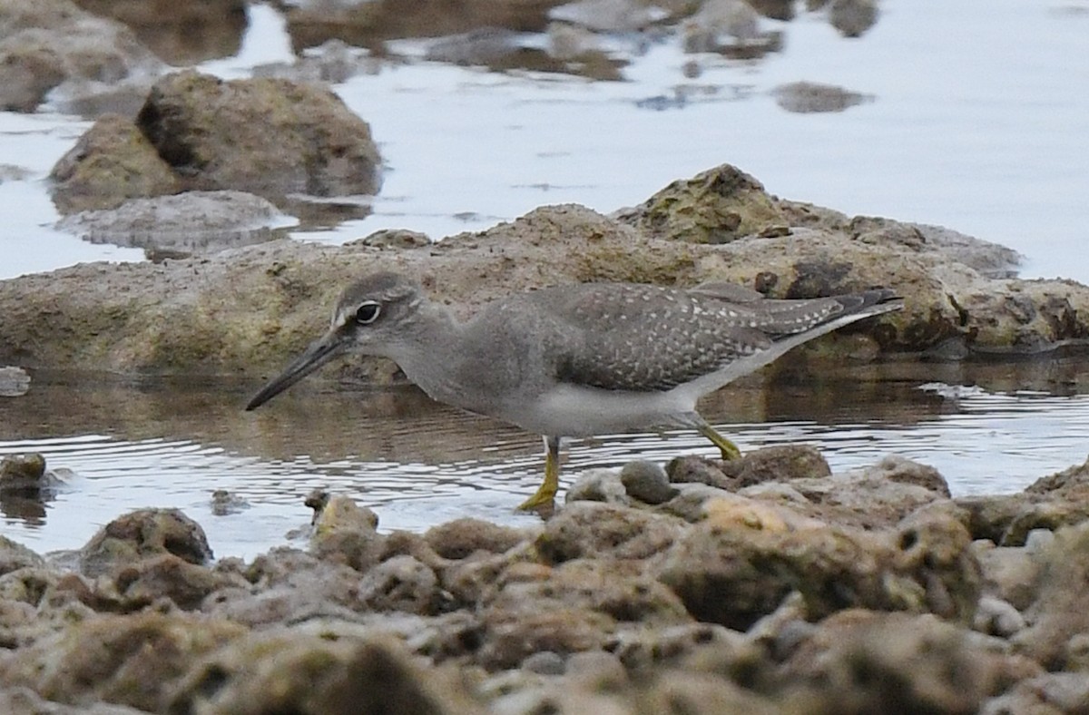 Gray-tailed Tattler - ML499364021