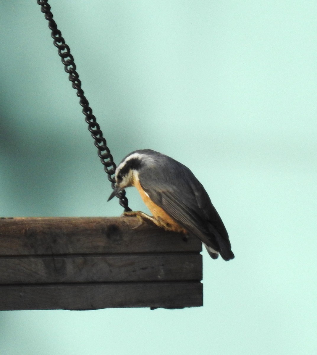 Red-breasted Nuthatch - ML499364971