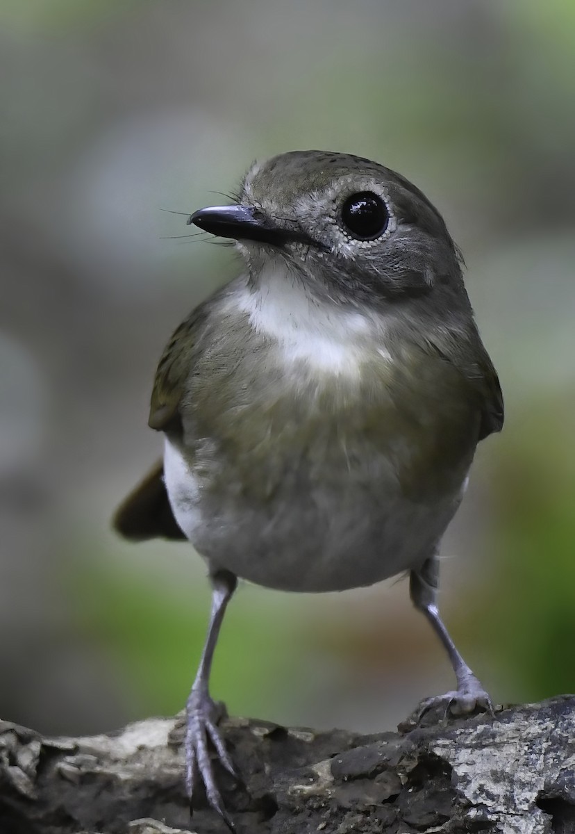 Fulvous-chested Jungle Flycatcher - ML499369461