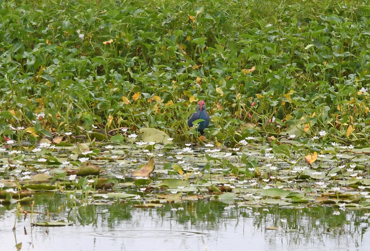 Gray-headed Swamphen - ML499370121