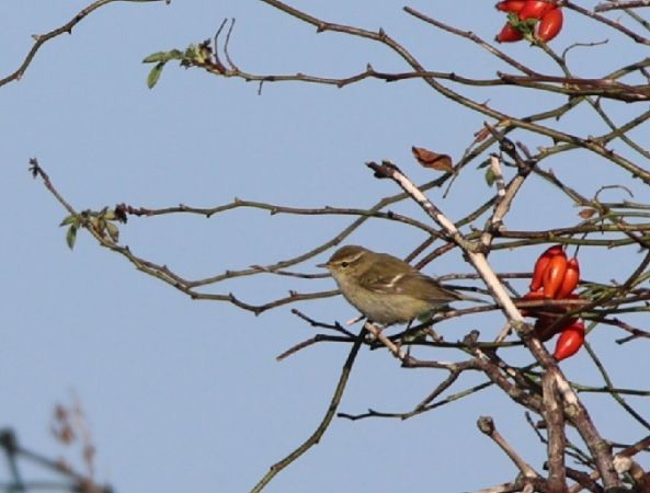 Hume's Warbler - Lukas Sobotta