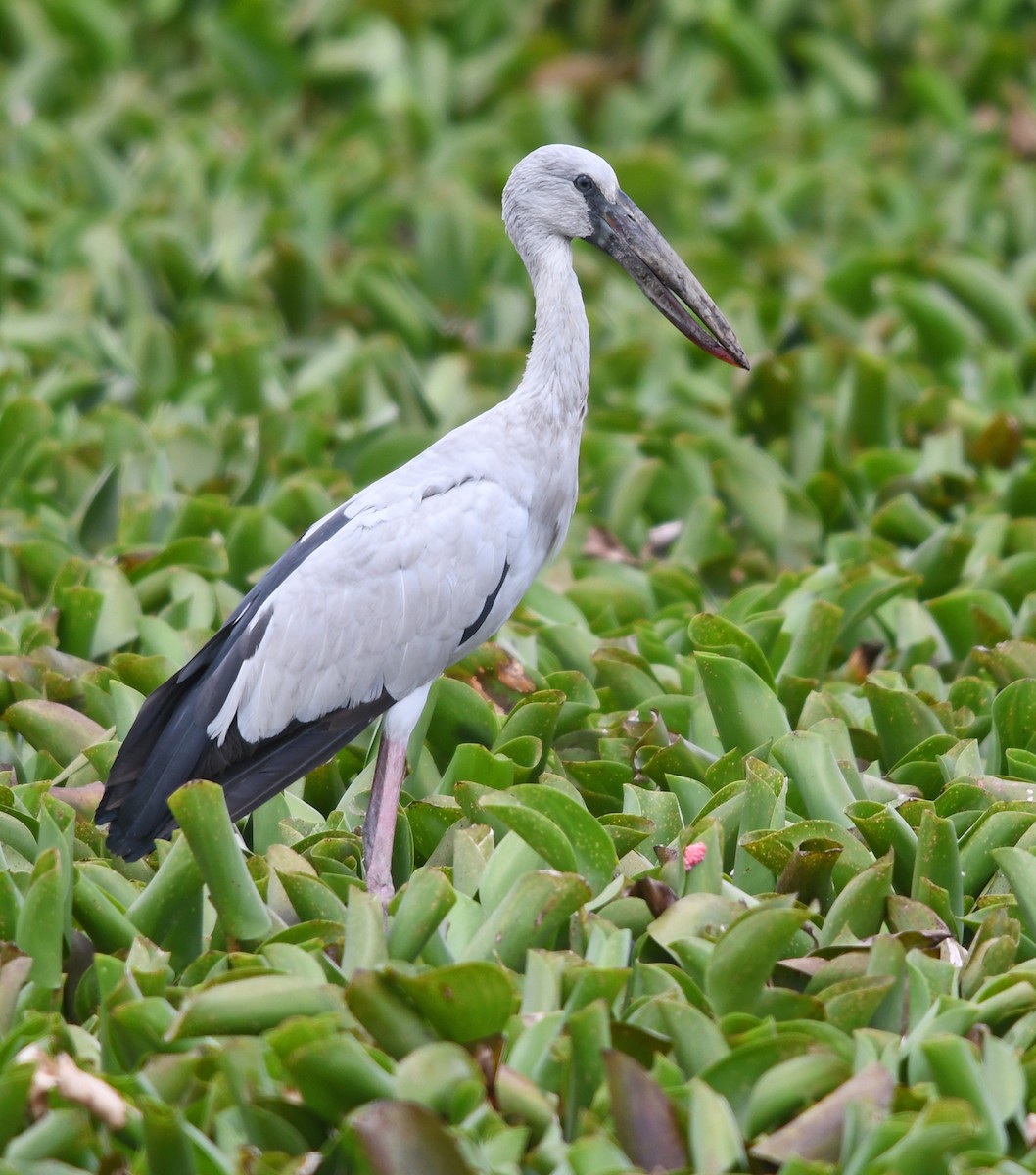 Asian Openbill - Joshua Vandermeulen