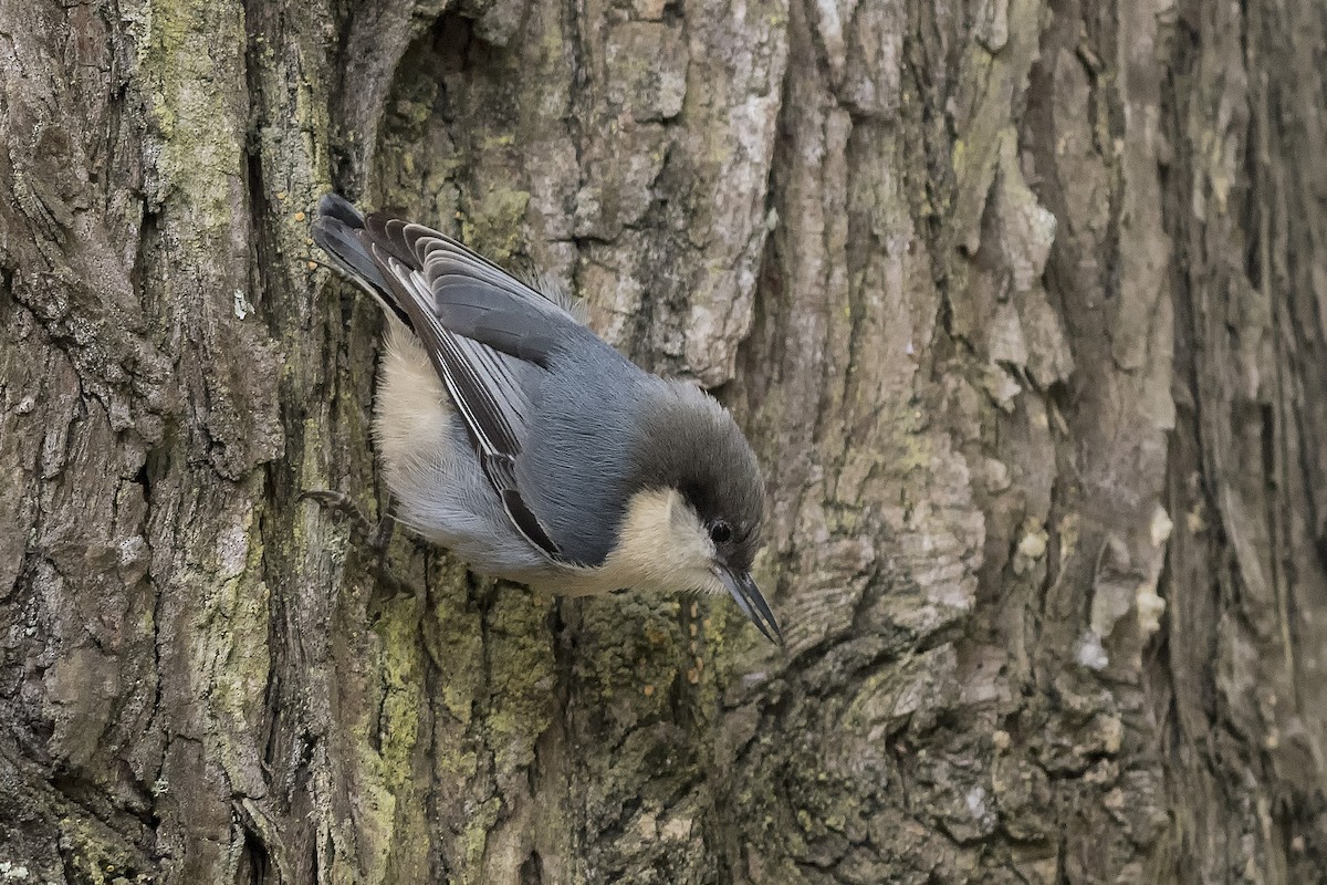 Pygmy Nuthatch - ML499372671