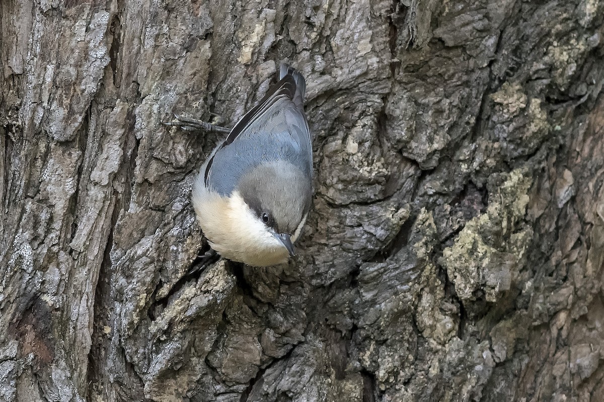 Pygmy Nuthatch - ML499372761