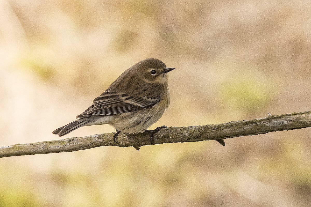 Yellow-rumped Warbler (Myrtle) - ML499372961