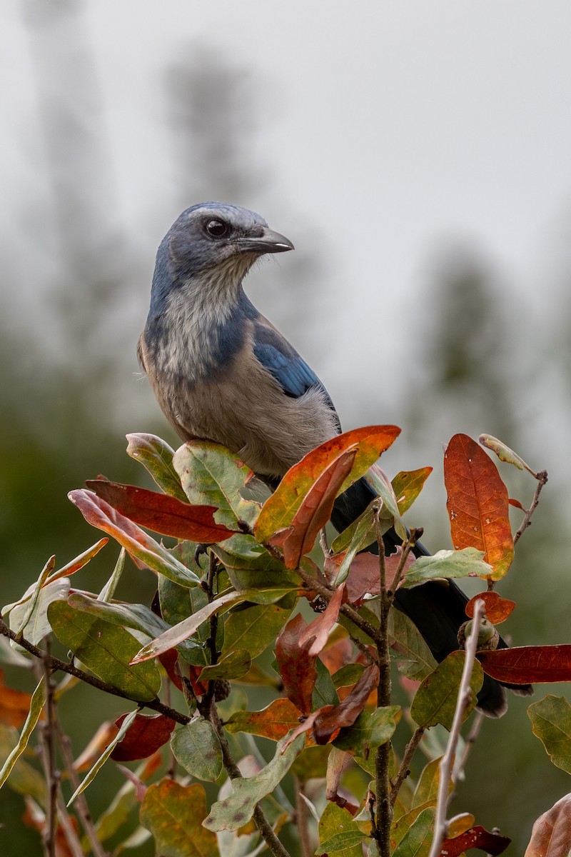 Florida Scrub-Jay - ML499373131