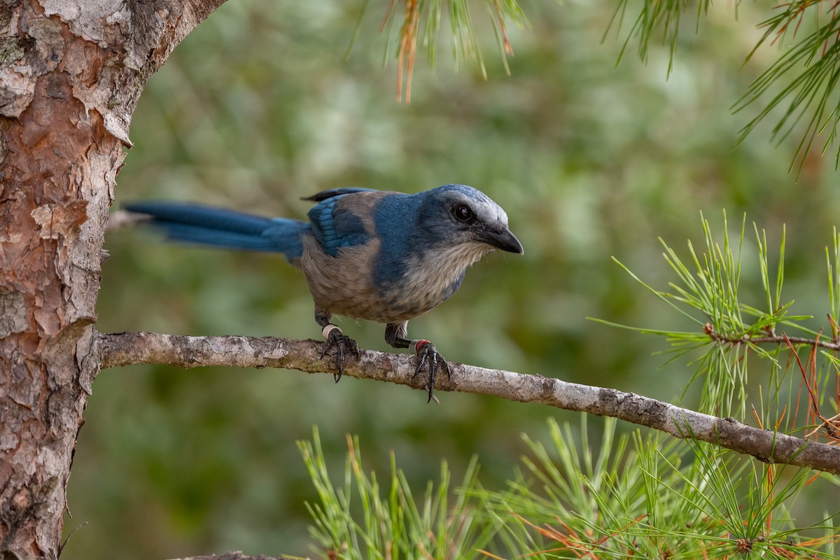 Florida Scrub-Jay - ML499373201