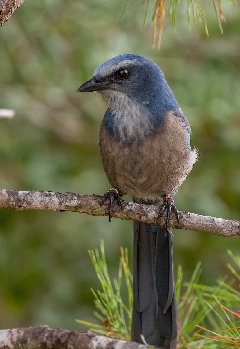 Florida Scrub-Jay - ML499373211