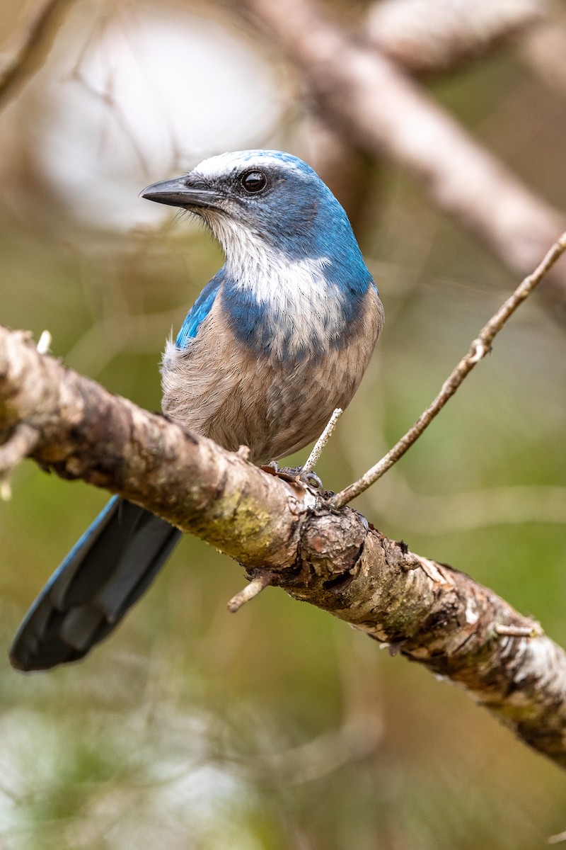 Florida Scrub-Jay - ML499373221