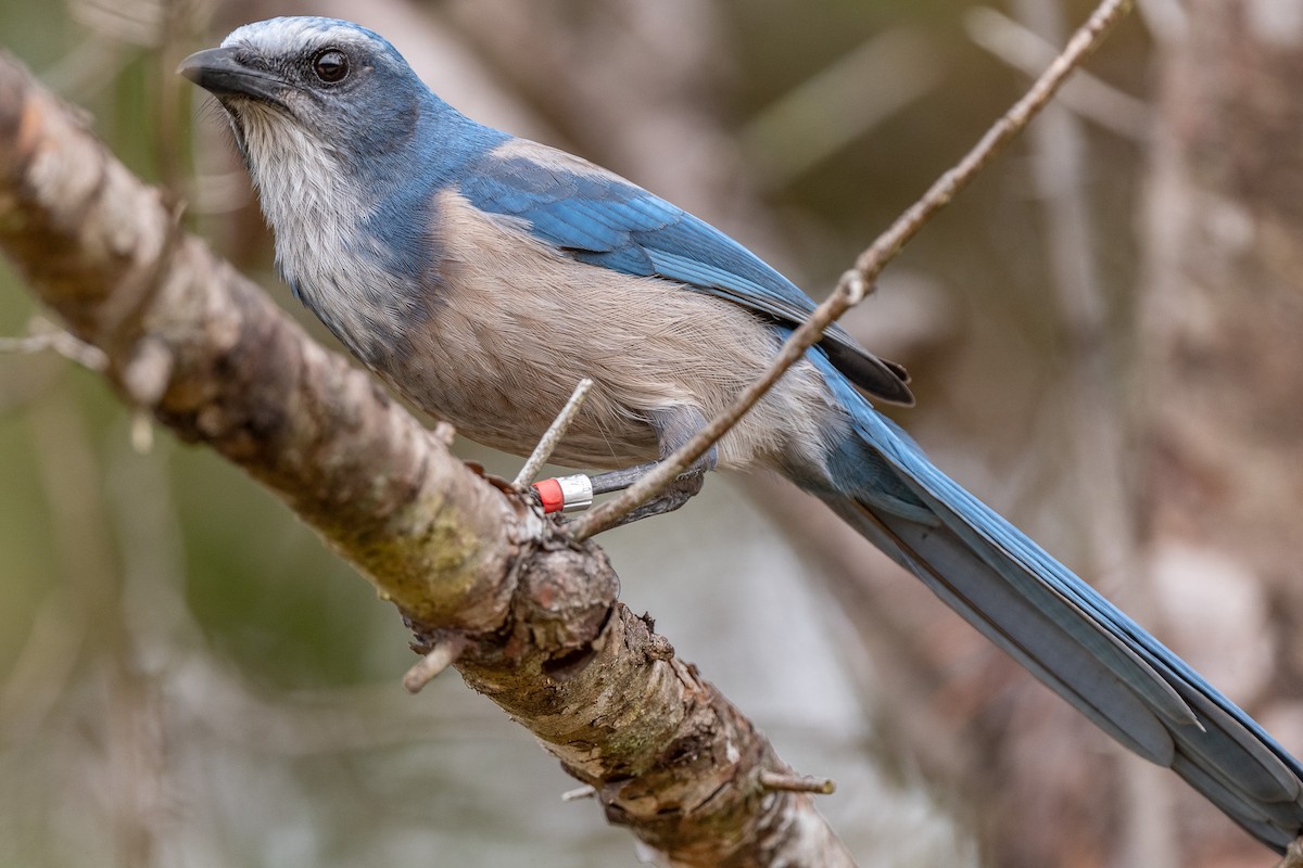 Florida Scrub-Jay - ML499373231