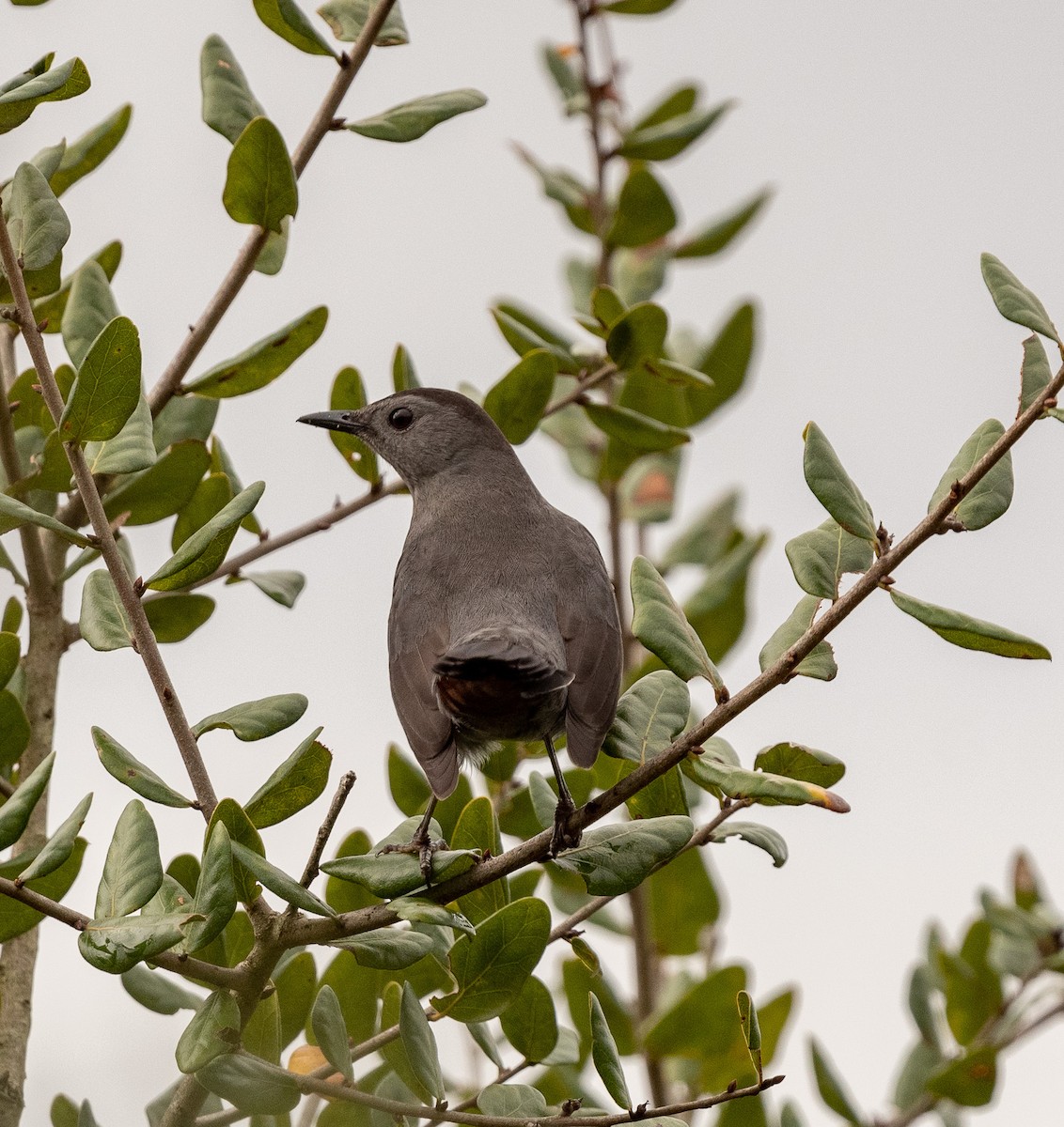 Gray Catbird - ML499373281