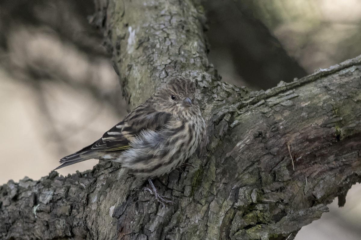 Pine Siskin - ML499373331