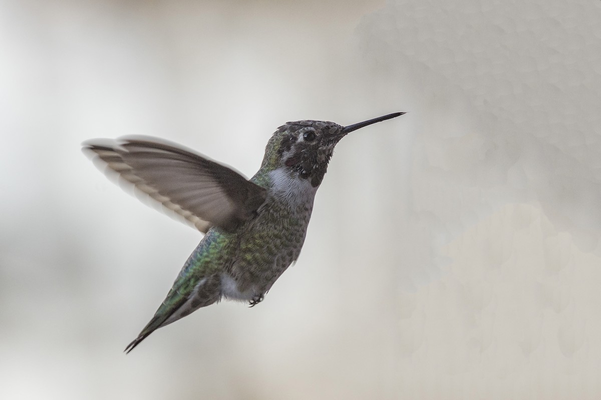 Anna's Hummingbird - ML499373361