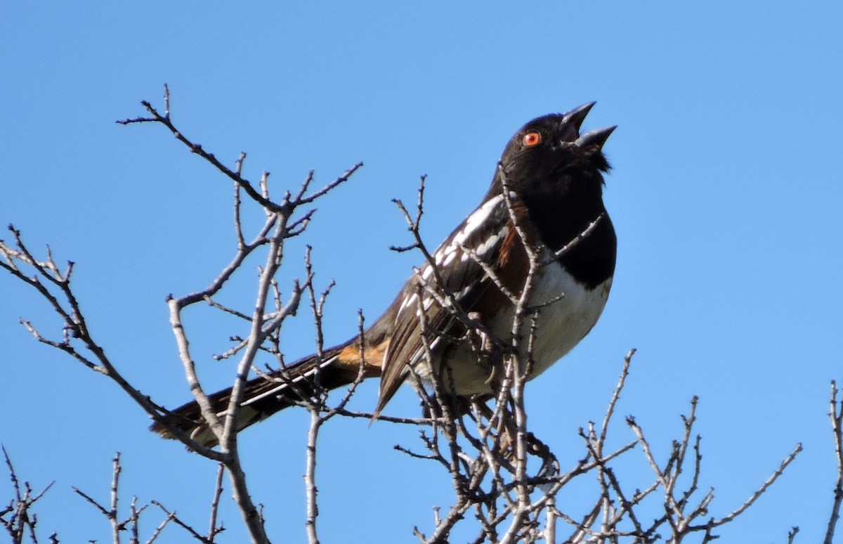 Spotted Towhee - ML49937451