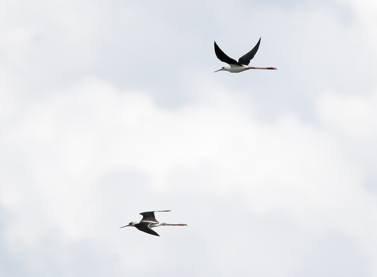 Black-winged Stilt - ML499375311