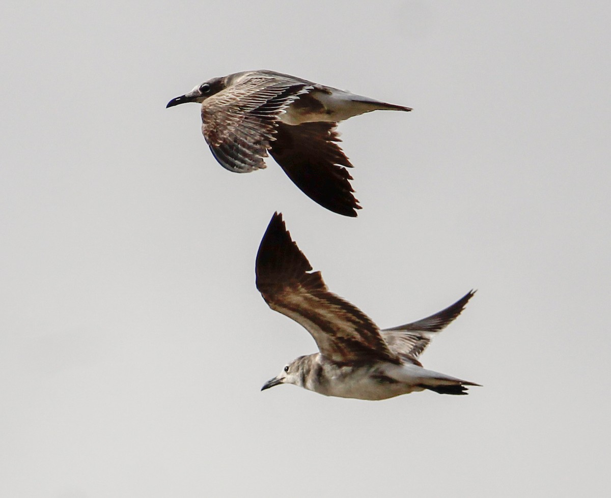 Laughing Gull - ML499376191