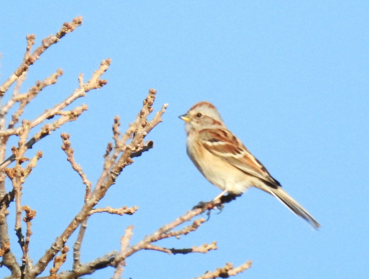 American Tree Sparrow - ML499377071