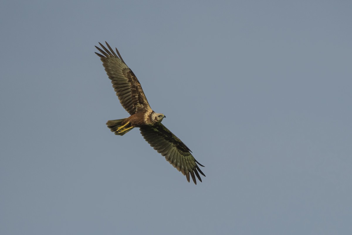 Eastern Marsh Harrier - ML499377801