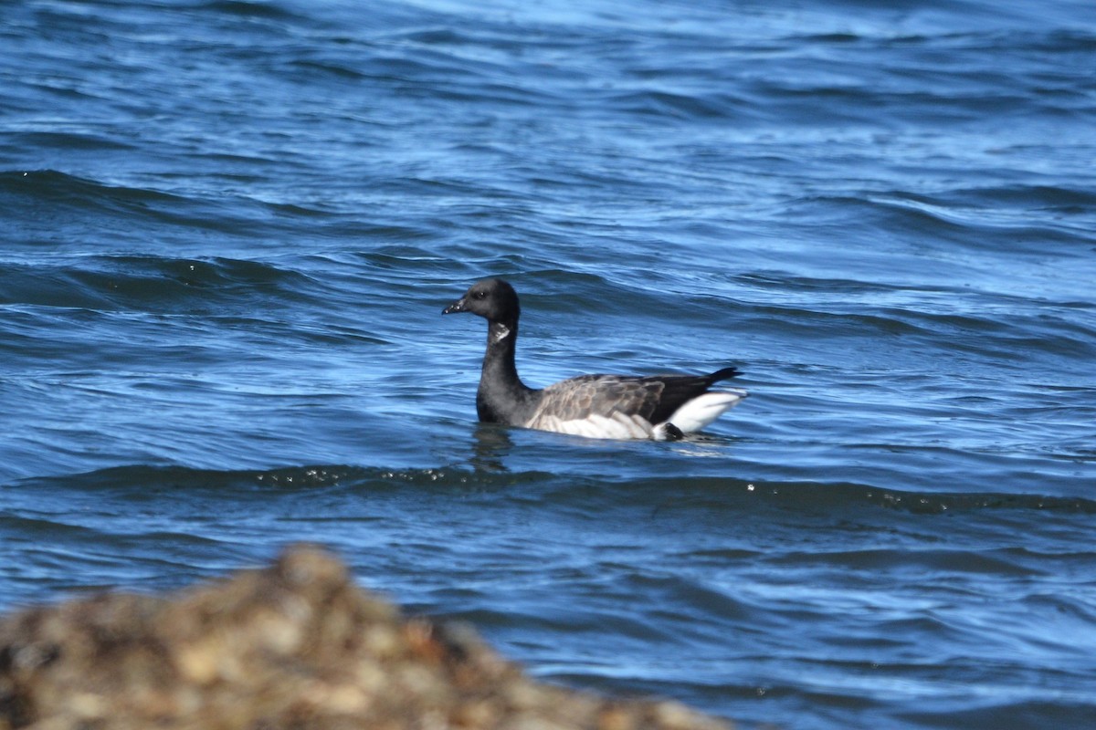 Brant - ML499377811