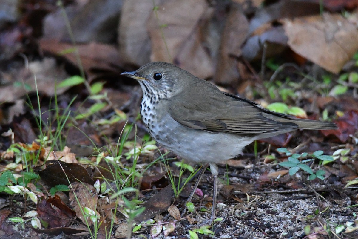 Gray-cheeked Thrush - ML499379041