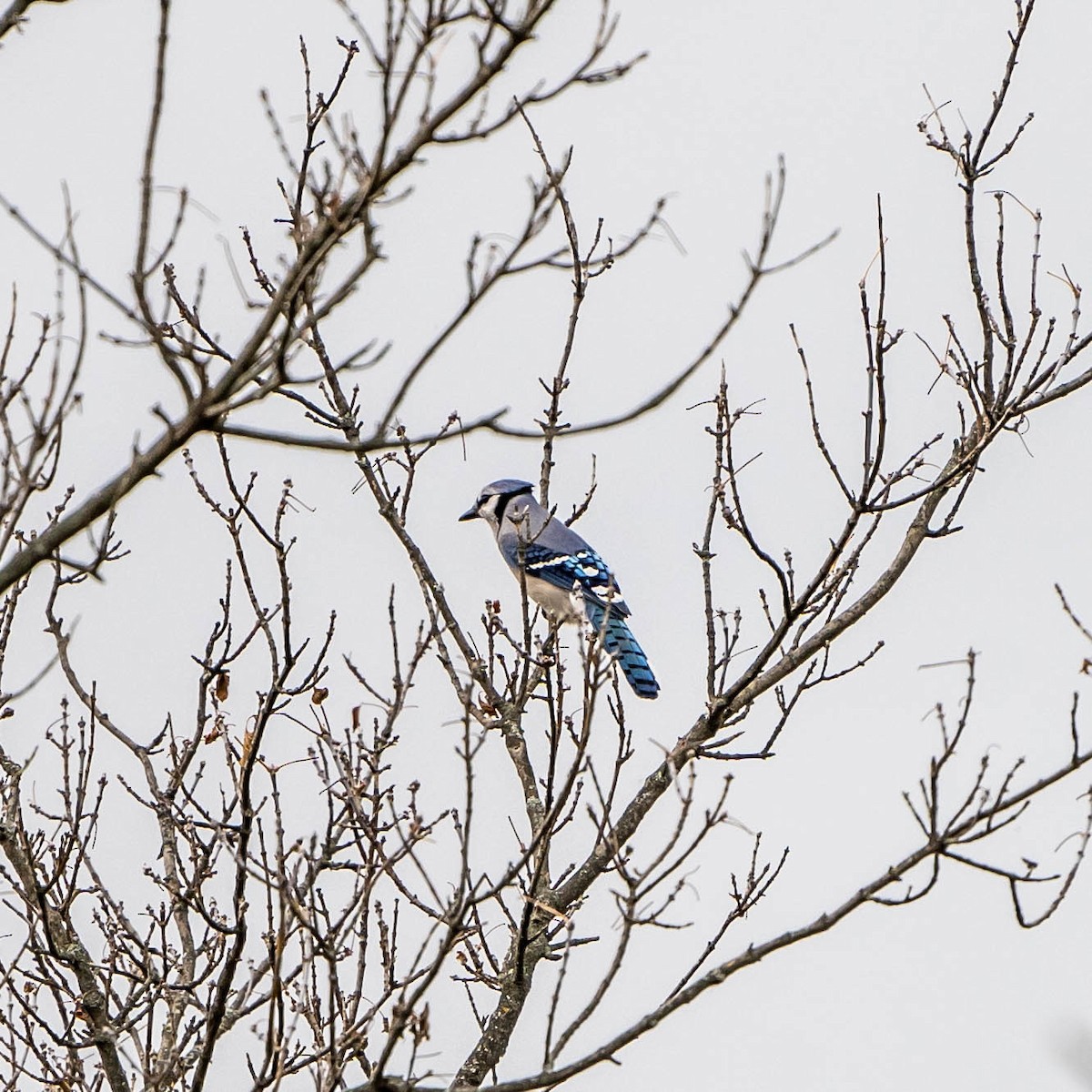 Blue Jay - Jack Murray