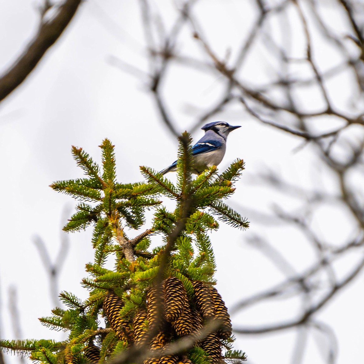 Blue Jay - Jack Murray