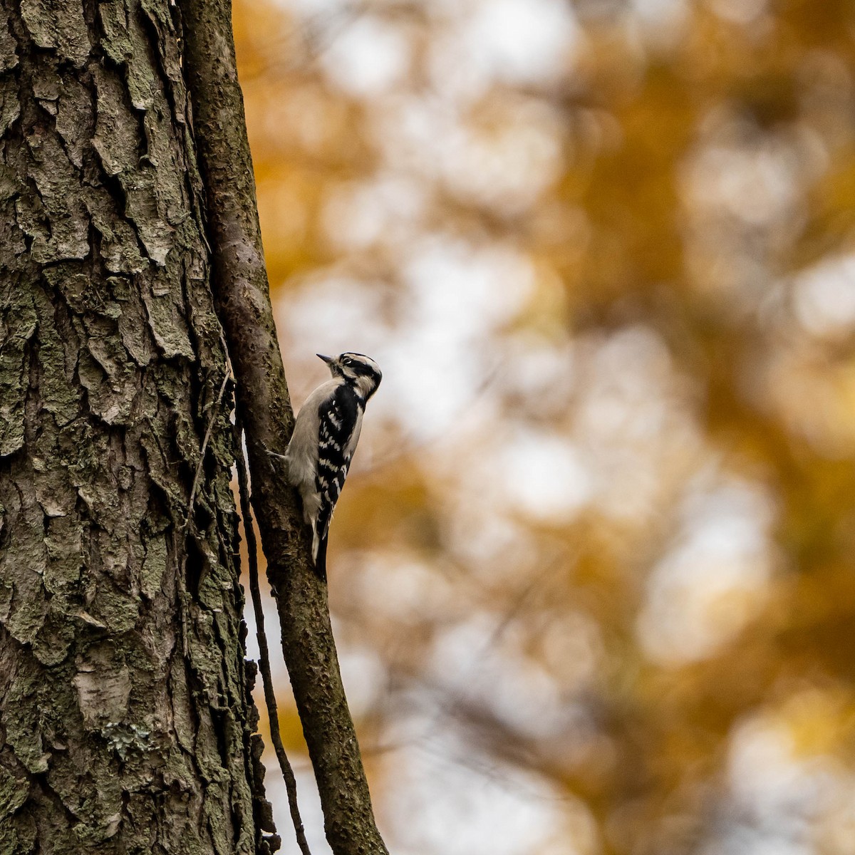 Downy Woodpecker - ML499379341