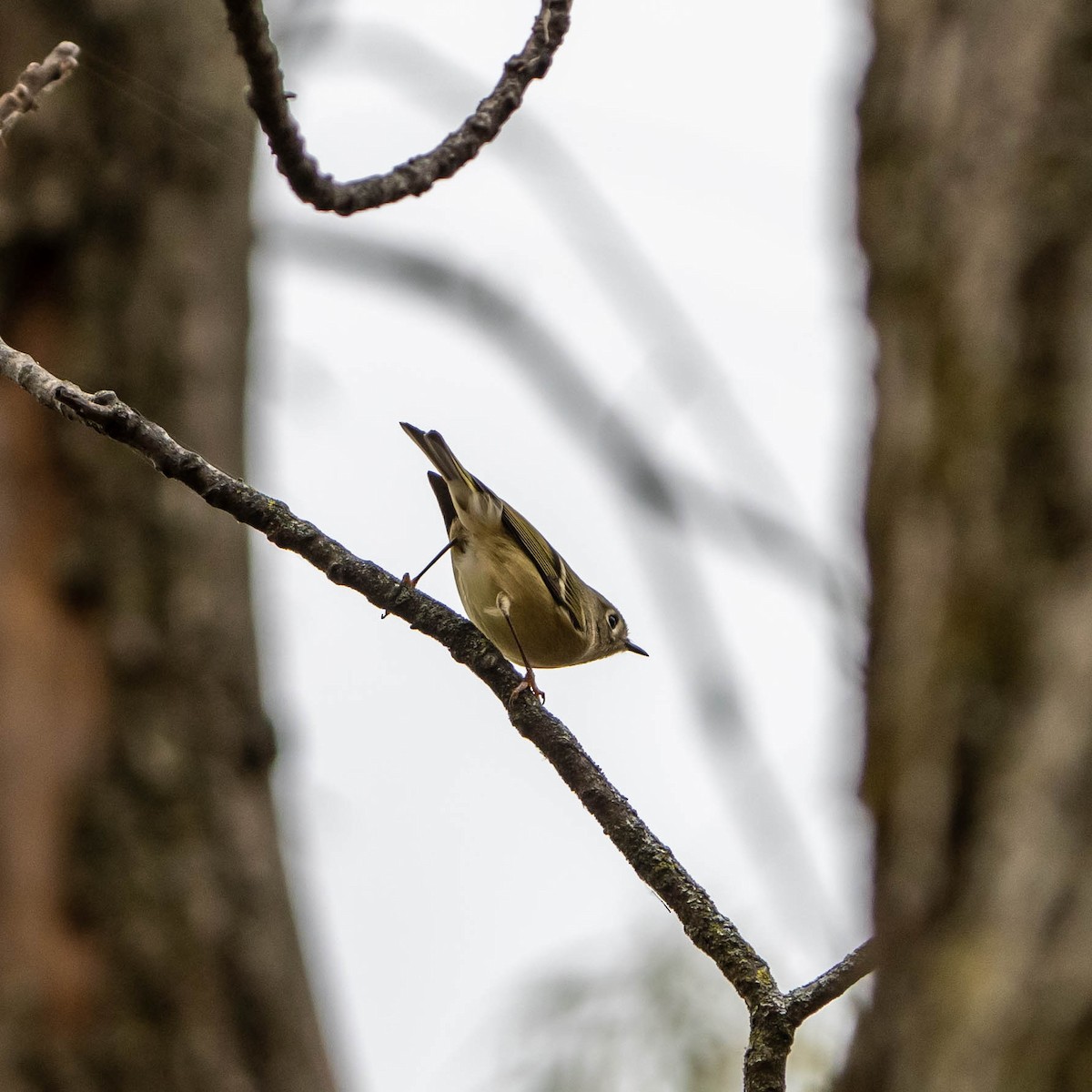 Ruby-crowned Kinglet - ML499379401