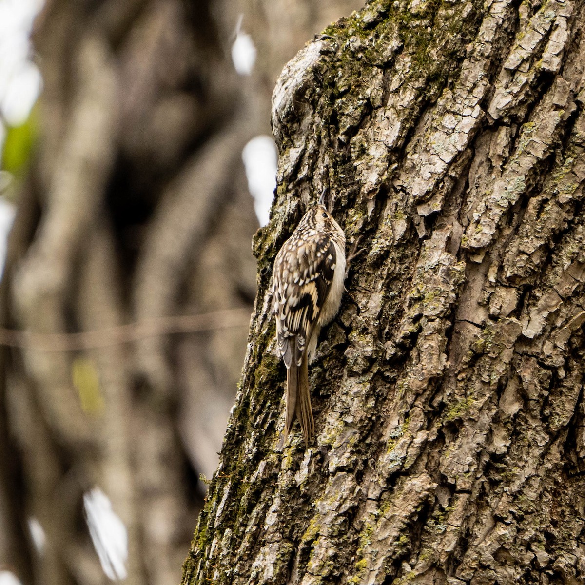 Brown Creeper - Jack Murray