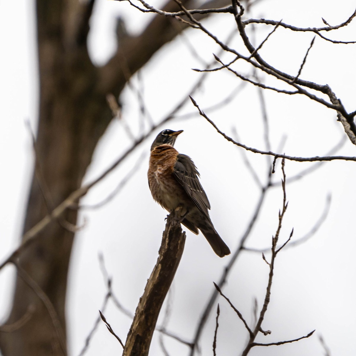 American Robin - Jack Murray