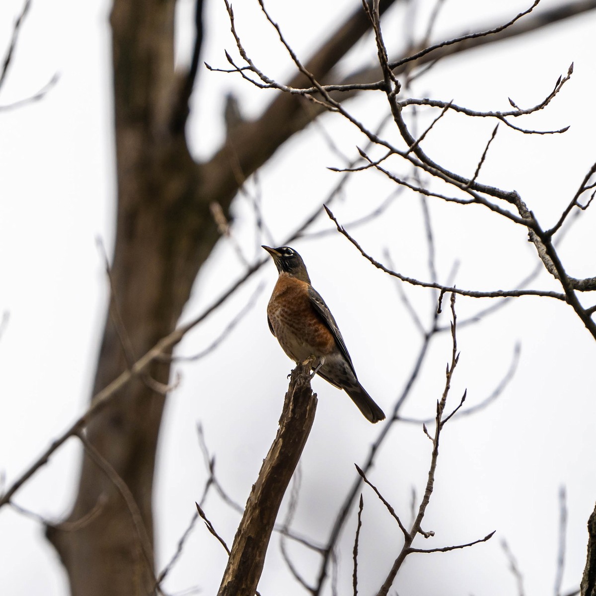 American Robin - Jack Murray