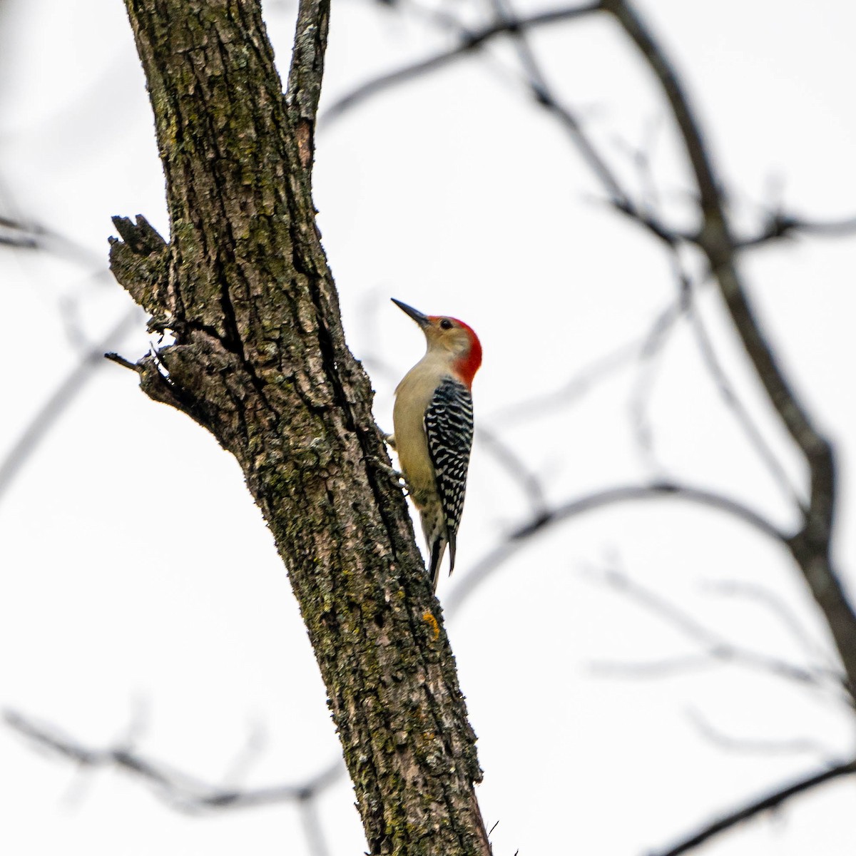 Red-bellied Woodpecker - Jack Murray