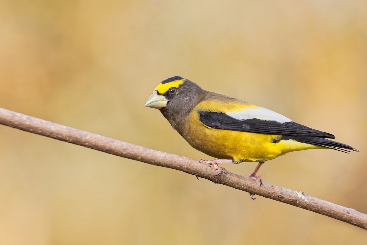 Evening Grosbeak - ML499380001