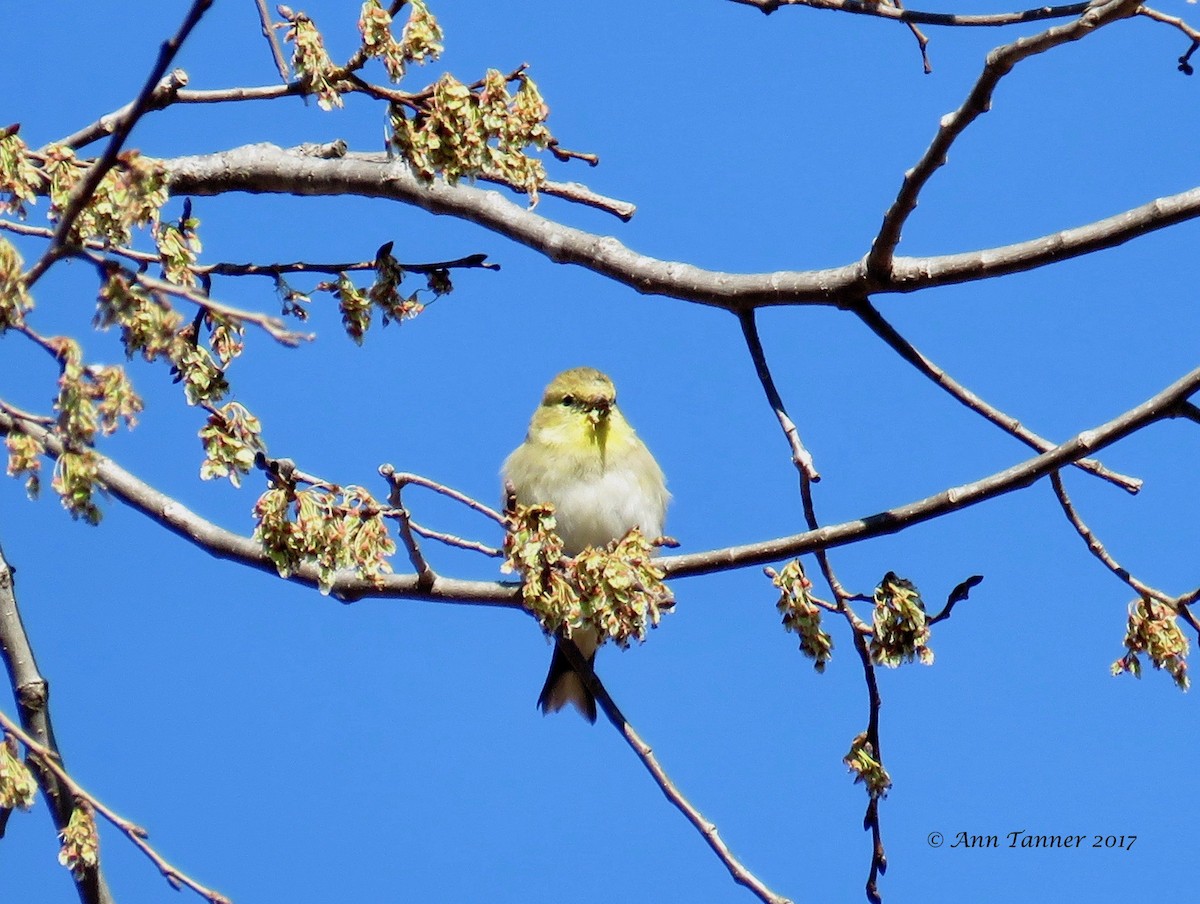 American Goldfinch - Ann Tanner