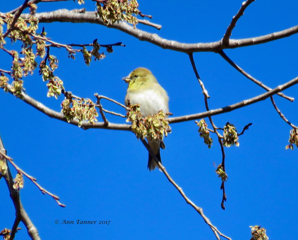 Chardonneret jaune - ML49938071