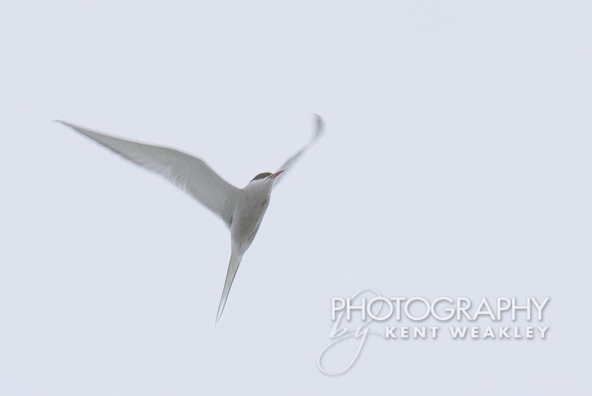 Arctic Tern - ML499380951